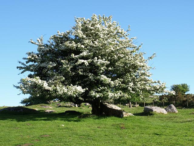 Hawthorne tree